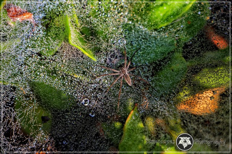 Read more about the article Common Grass Spider