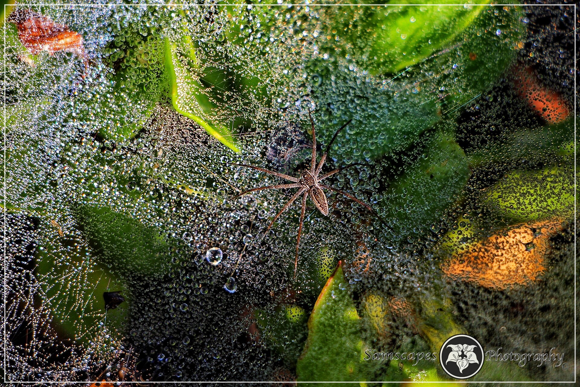 Common Grass Spider, Agelenidae, on it's web which is all wet with d