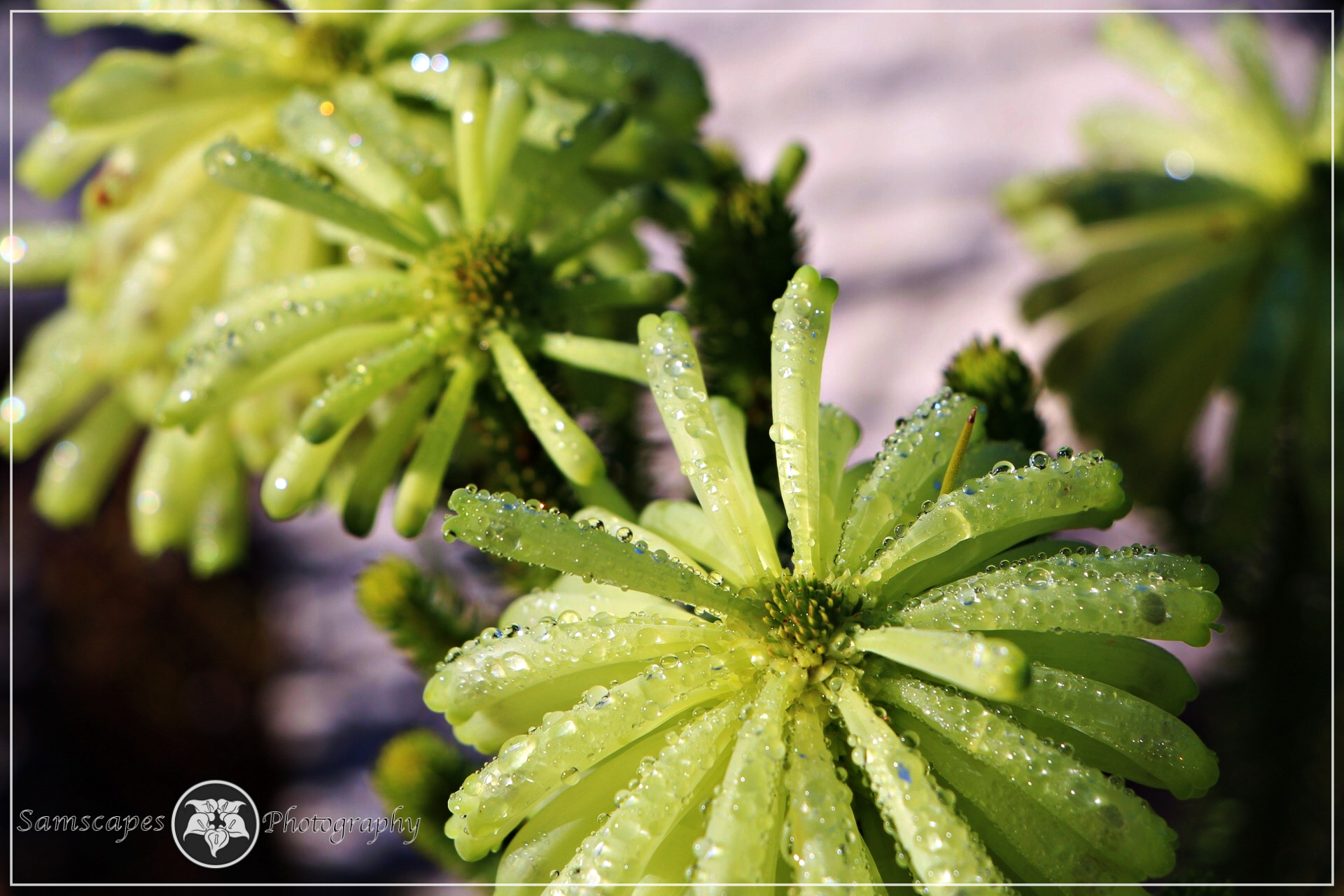 Erica Sessiliflora, also called the White Bottlebrush Heath, is a common flowering plant of the fynbos