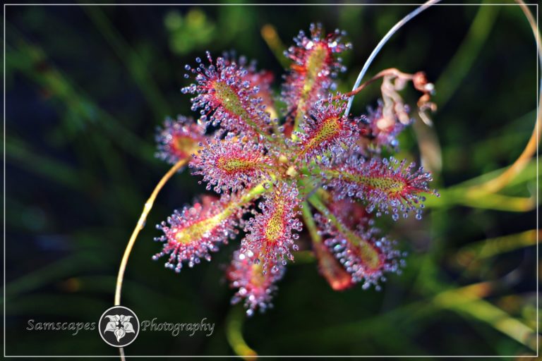 Read more about the article Sundew|Drosera Glabripes