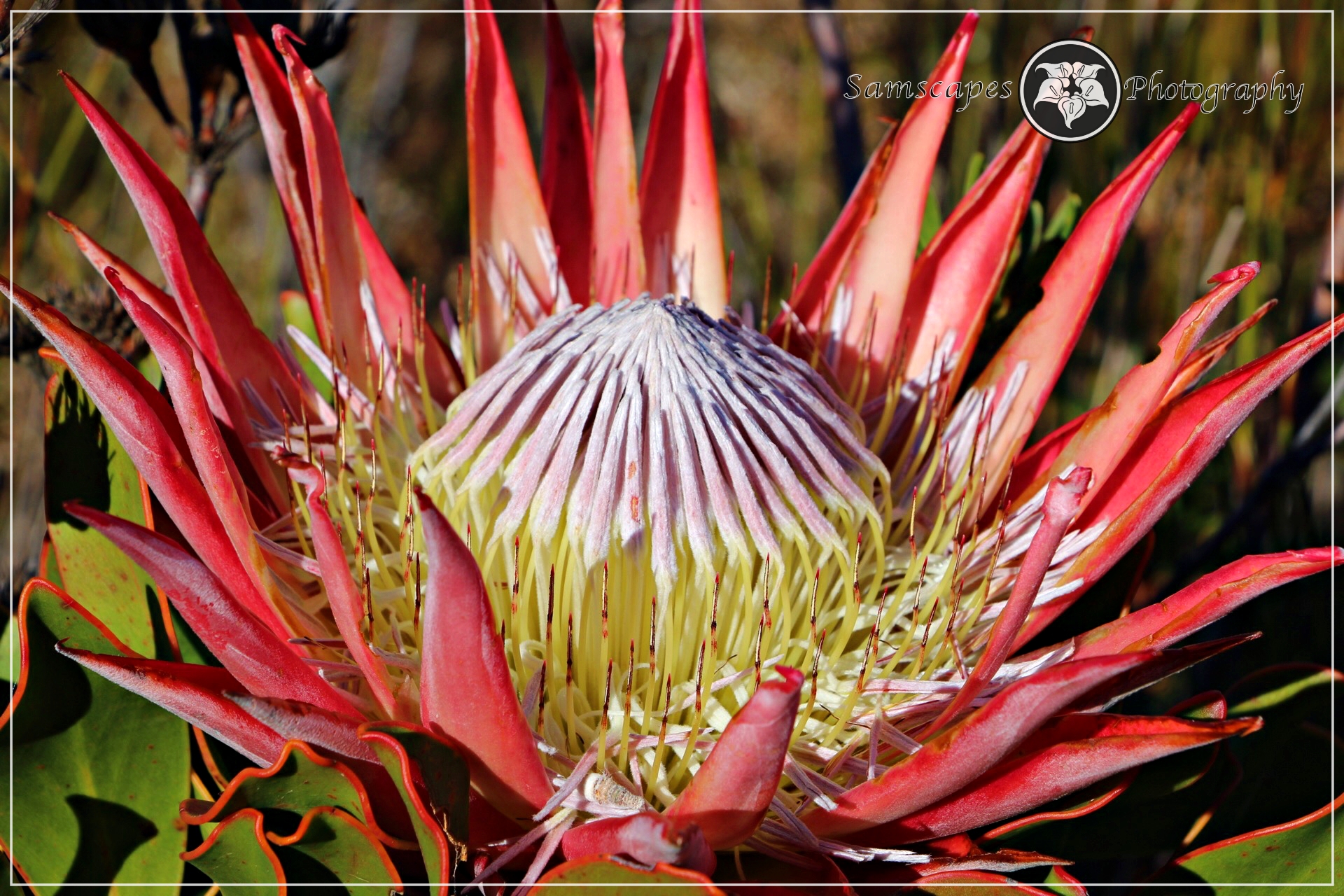 The full bloom of the flower of the Protea cynaroides, the largest flower  of the Protea genus