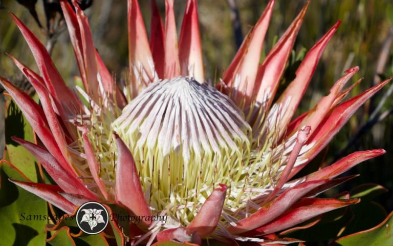 Read more about the article Protea Cynaroides Flower