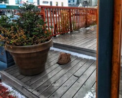 Rossi's hailstorm rossis hail
