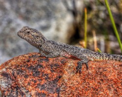 Southern Rock Agama|Agama atra Agama atra