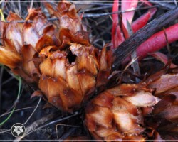 Heart-leaved Sugarbush|Protea cordata Protea cordata
