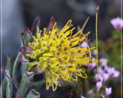 Hermanus pincushion|Leucospermum gracile Leucospermum gracile