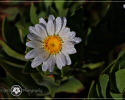 Swamp Daisy|Osmitopsis asteriscoides Osmitopsis asteriscoides