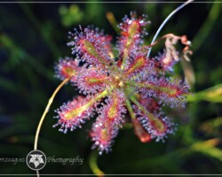 Woody Sundew|Drosera glabripes Drosera glabripes