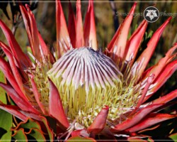 King Protea|Protea cynaroides Protea cynaroides
