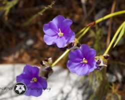 Blue Aristea|Aristea oligophala Aristea oligophala