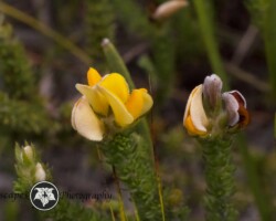 Aspalathus microphylla|Aspalathus microphylla aspalathus microphylla