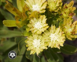 Broad-leaf Featherbush|Aulax umbellata Aulax umbellata