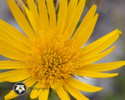 Wild Thistle|Berkheya barbata Berkheya barbata
