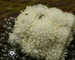 Silver Brunia|Brunia laevis Brunia laevis