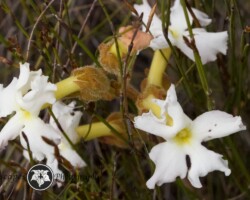 Skunkbush|Chaenostoma hispidum Chaenostoma hispidum