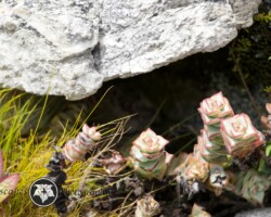 Concertina Plant|Crassula rupestris subsp. rupestris Crassula rupestris