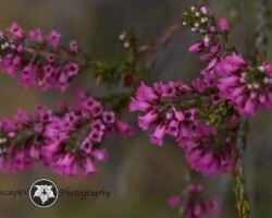 Erica latituba|Erica latituba Erica latituba