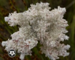 Cape Edelweiss|Lanaria lanata Lanaria lanata