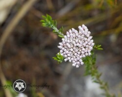 White Bristle Bush |Metalasia muricata Metalasia muricata
