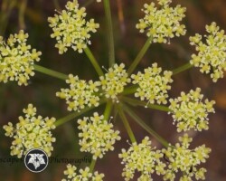 Hair-like Blister Bush|Nanobubon capillaceum var. rigidum Nanobubon capillaceum