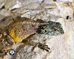 Southern Rock Agama|Agama atra Southern Rock Agama in the Sun