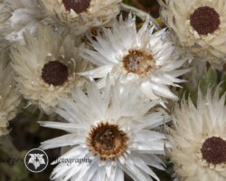 Gold-and-Silver Everlasting|Syncarpha gnapphaloides Syncarpha gnapphaloides