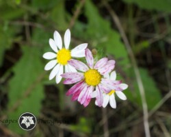 Shade Daisy|Thaminophyllum latifolium Thaminophyllum latifolium