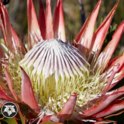 Fynbos King Protea