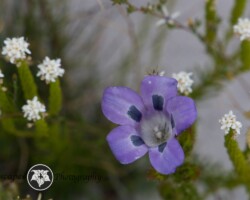Cape Bellflower |Roella incurva var. incurva Roella incurva