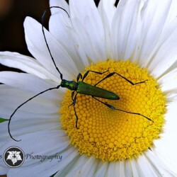 Macros Longicorn beetle on Daisy