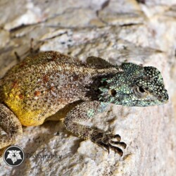 Fauna Southern Rock Agama