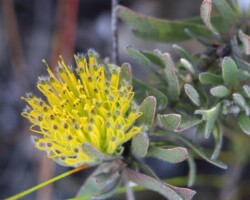 Leucospermum prostratum|Leucospermum prostratum Leucospermum prostratum