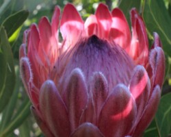 Botriver Protea|Protea compacta protea compacta