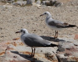 Hartlaub's Gull|Larus hartlaubi Larus hartlaubi