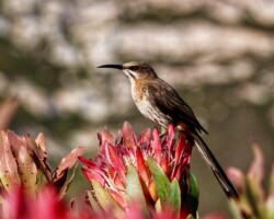 Cape Sugarbird|Promerops cafer Promerops cafer